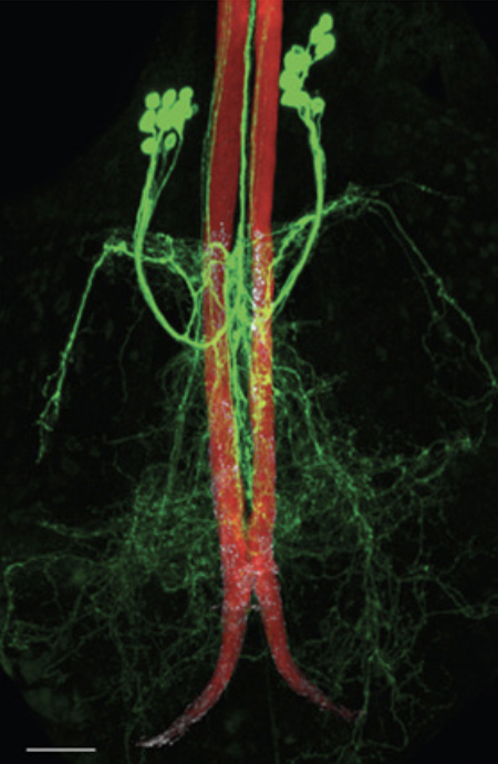 The Drosophila connectome reveals Axo-Axonic Synapses on Descending Neurons.