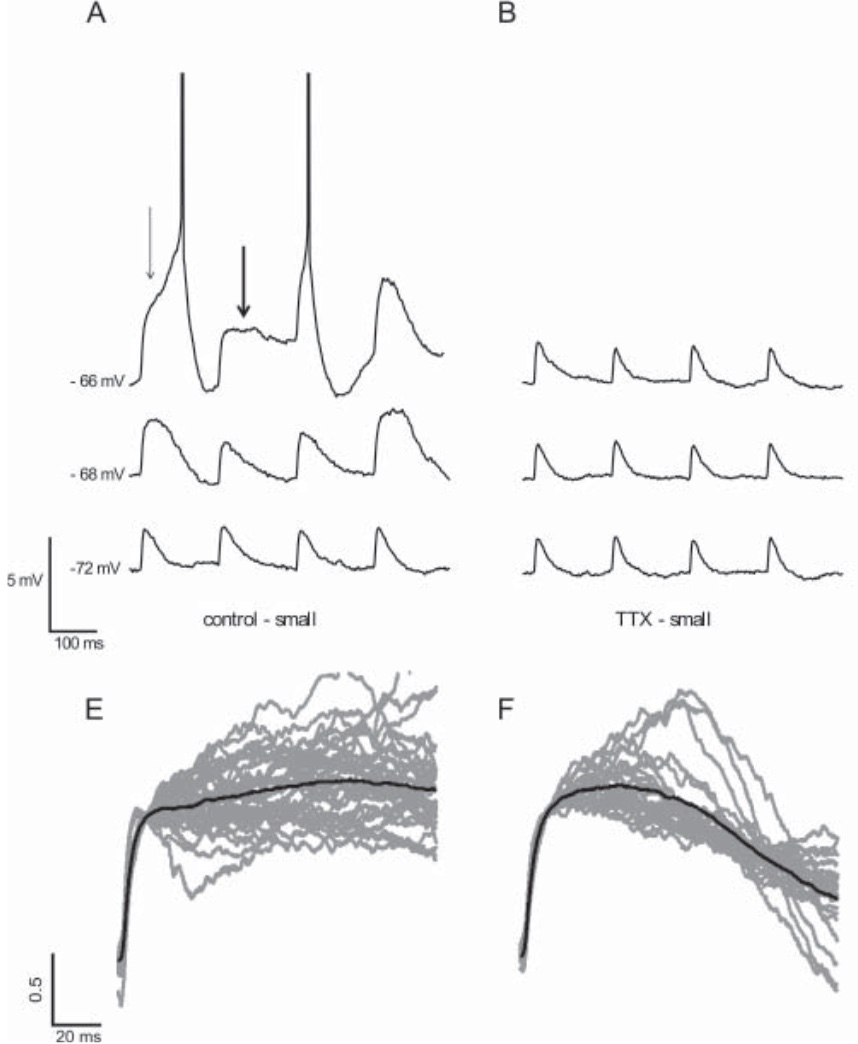 Non-Decaying postsynaptics potentials and delayed spikes in hippocampal pyramidal neurons generated by a zero slope conductance created by the persistent Na