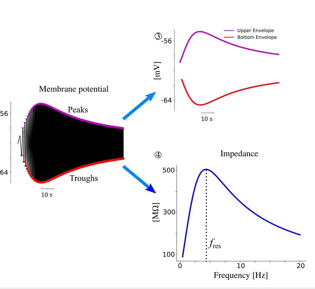 Asymmetrical voltage response in resonant neurons shaped by nonlinearities.