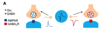 Synaptic summation shapes information transfer in GABA-glutamate co-transmission.