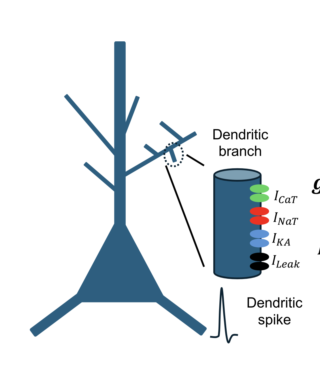 Dendritic synaptic integration modes under in vivo-like states.
