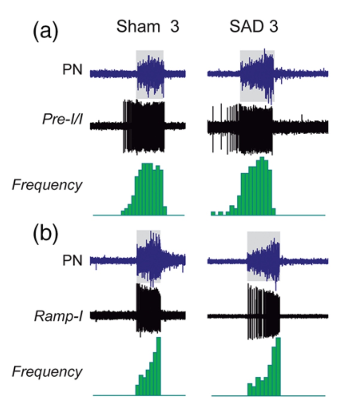 Firing properties of ventral medullary respiratory neurons in sino-aortic denervated rats.