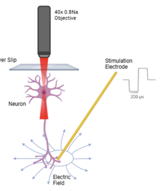 An in-silico investigation of induced target neural activity through simulation-based inference informed deep brain stimulation.