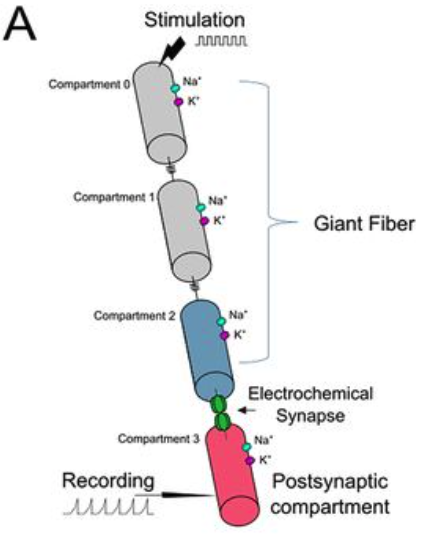 Frazzled/DCC regulates gap junction formation at a Drosophila giant synapse.
