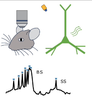 Interleaved single and bursting spiking resonance in neurons.