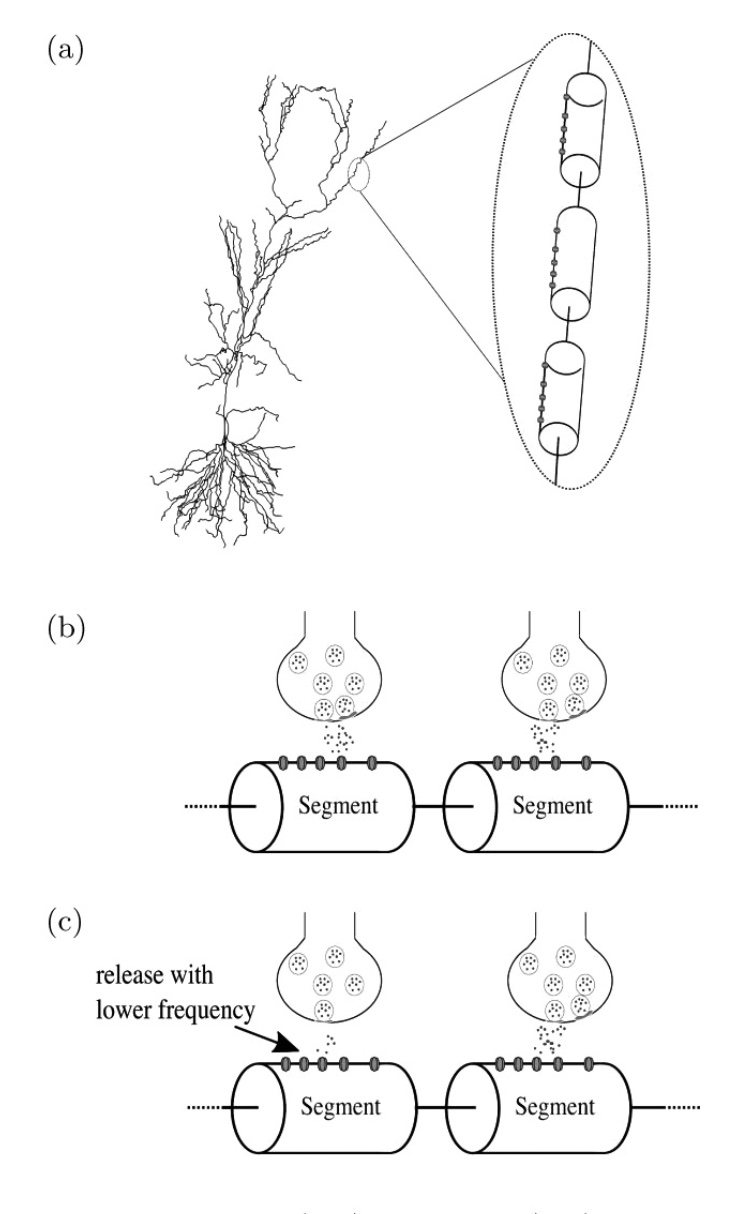 Modeling Hippocampal CA1 Gabaergic Synapses of Audiogenic Rats.